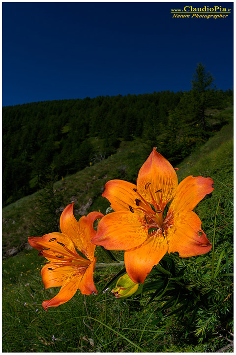 lilium bulbiferum, fiori di montagna, fiori della Liguria, alpi Liguri, appennino ligure, Val d'Aveto